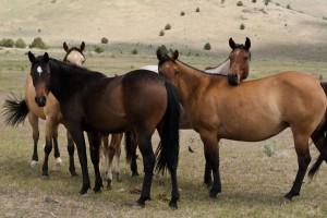 Ranch Horses