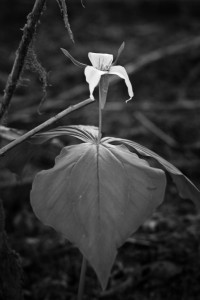 trillium