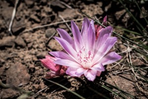 Favorite pink flowers