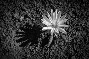 Desert Flower