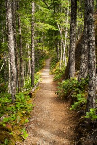 Forest path