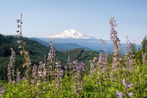 Mt. Rainier