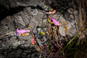 Wildflowers