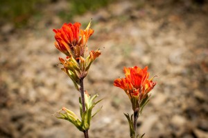 More flowers