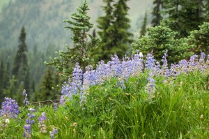 Rain and wildflowers: typical Washington