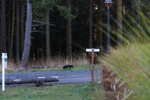 We saw a sleek black fox!