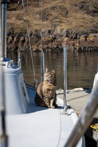 I want a boat cat! My current ones won't do....