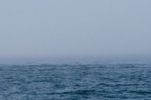 Pod of Pacific Porpoise. So cute and little.