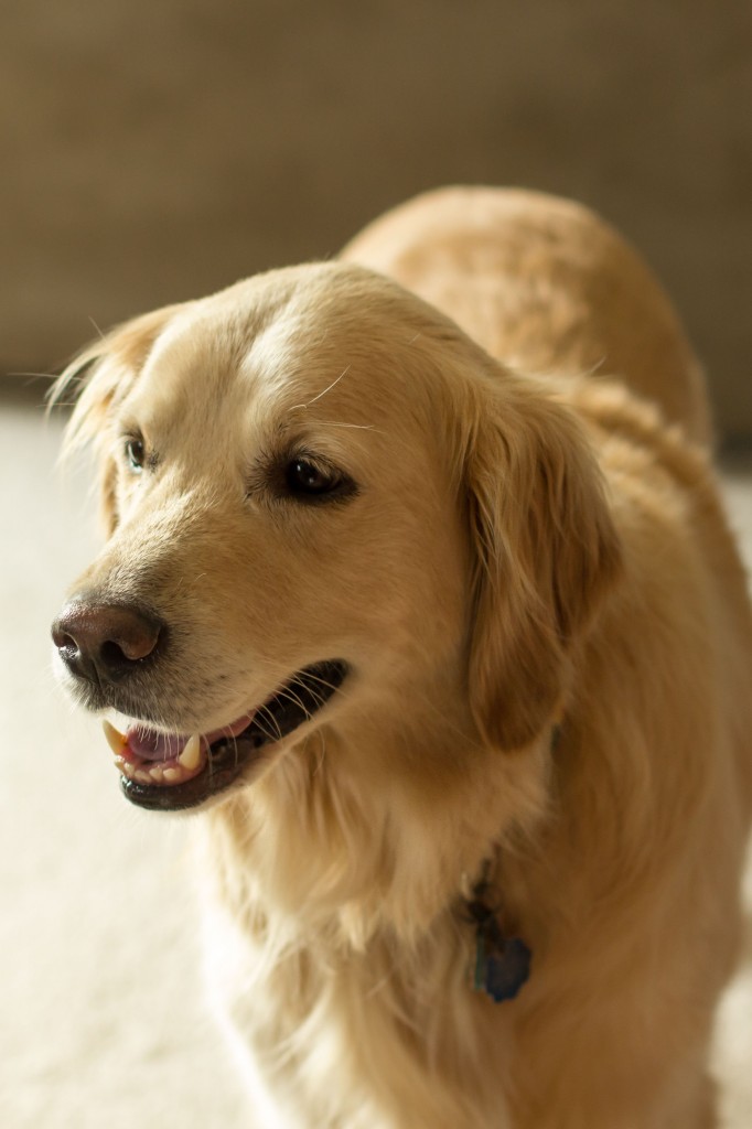 This is Charlie.  He's blonde and beautiful and scared of everything that moves. Good dog!