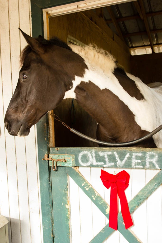 Oliver.  He was a big ole boy!