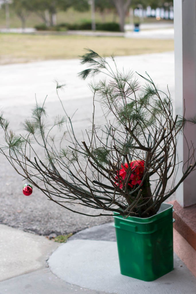 The saddest little Charlie Brown Christmas tree I've ever seen.