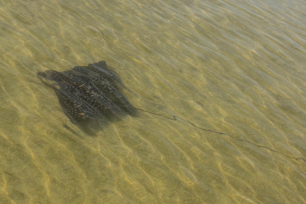 The ray was just sitting there swimming in the current on the sandbar.