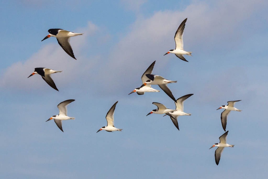 Birds in flight