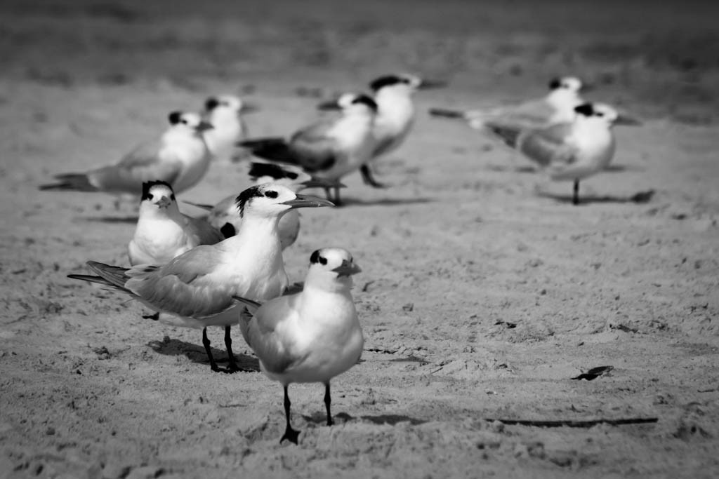 Circle of birds