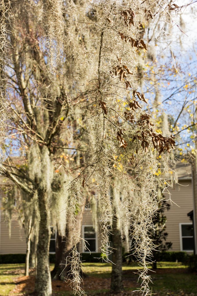 More Spanish moss. It's really pretty.