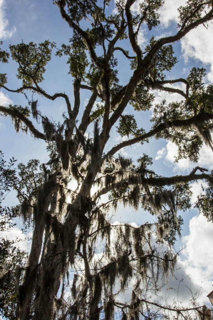 Trees with Spanish moss