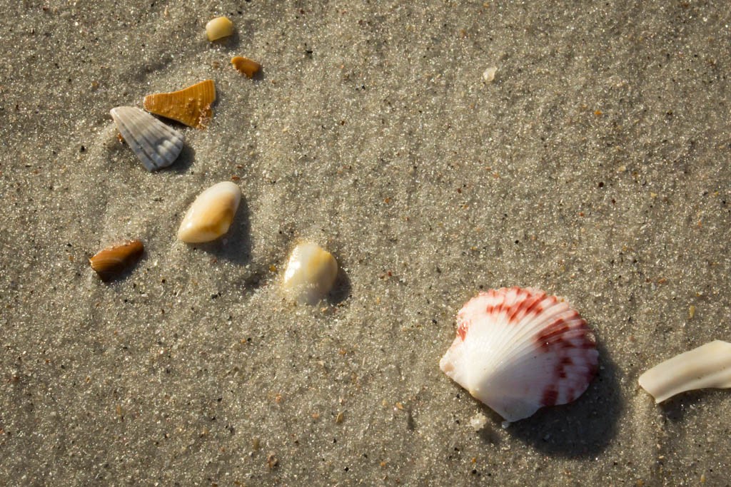 Shells in a row