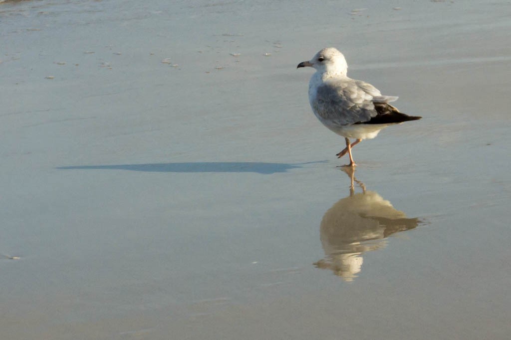 Reflection in the water