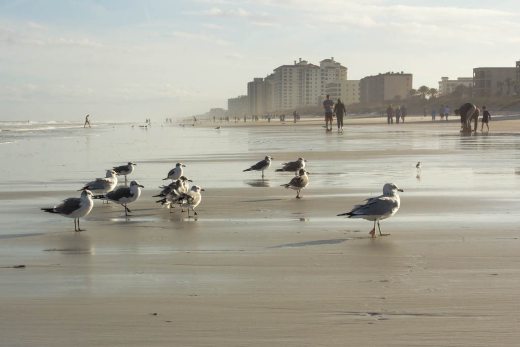 Flock of seagulls