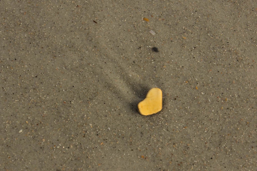 Heart shaped shell.  Love finding these.