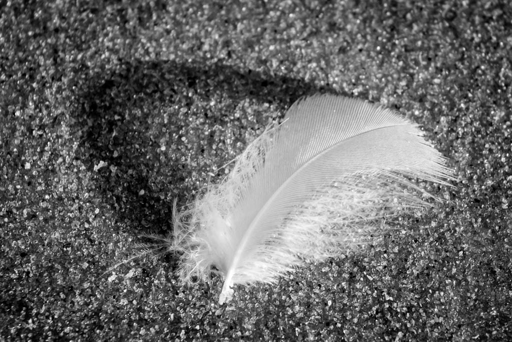 Feather on the beach