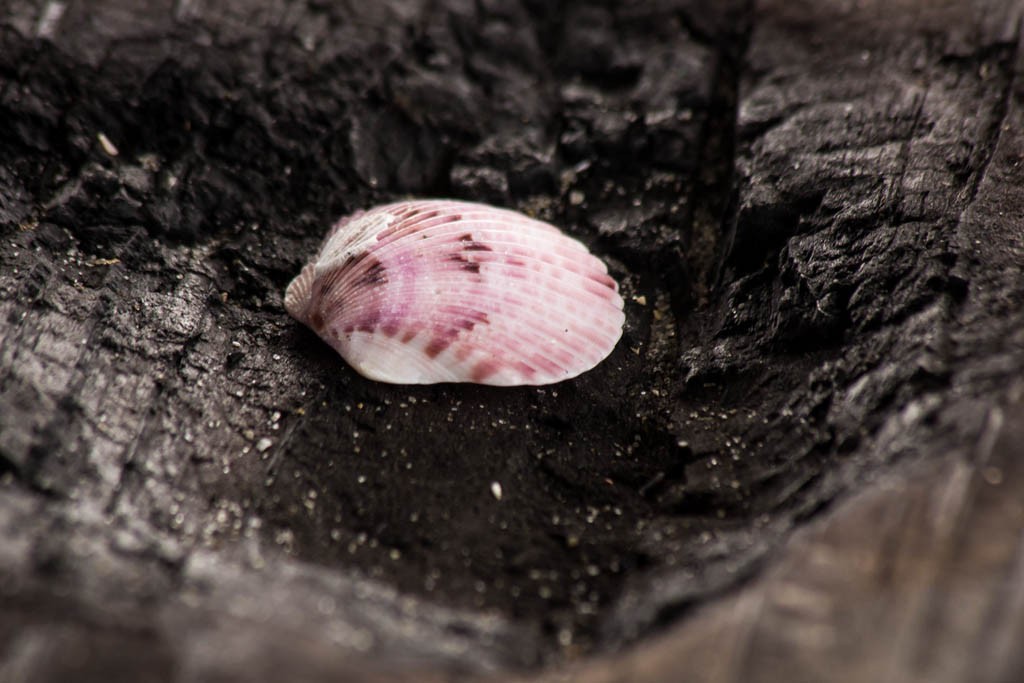 Shell on a table