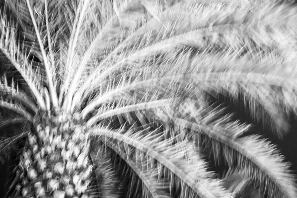 This is a drive by shot of a palm tree that ended up being one of my favorites of the night!