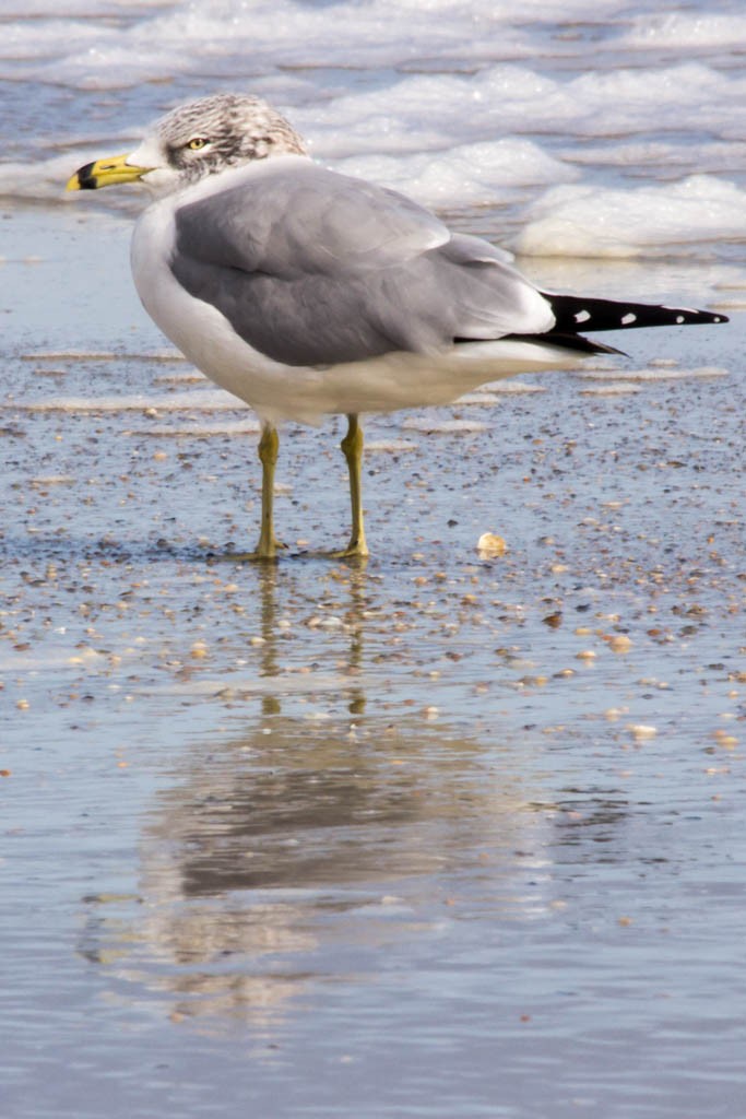 Obligatory seagull shot.