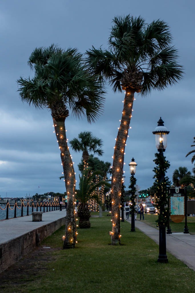 Lights on the palm trees