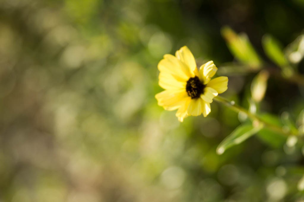 Yellow flower. This is just me playing with my new lens.