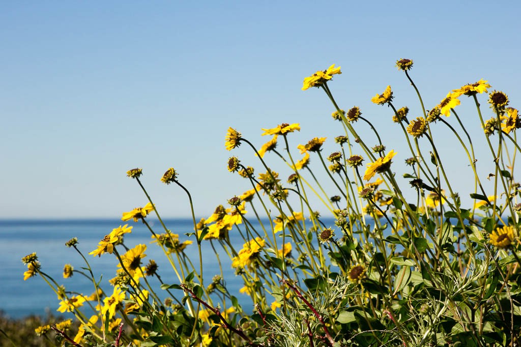 Tons of yellow flowers