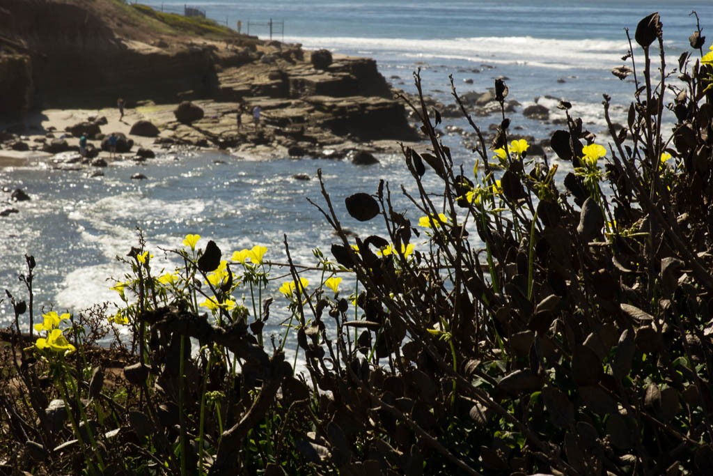 Flowers and the coastline