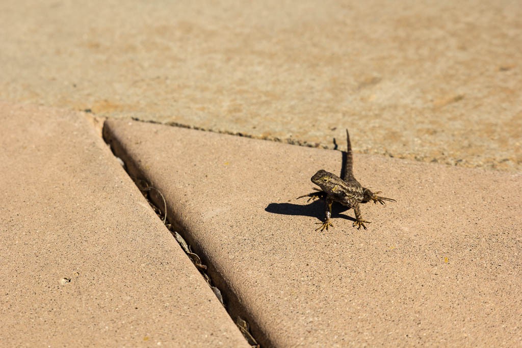 Lizard that sat still and let me take his photo