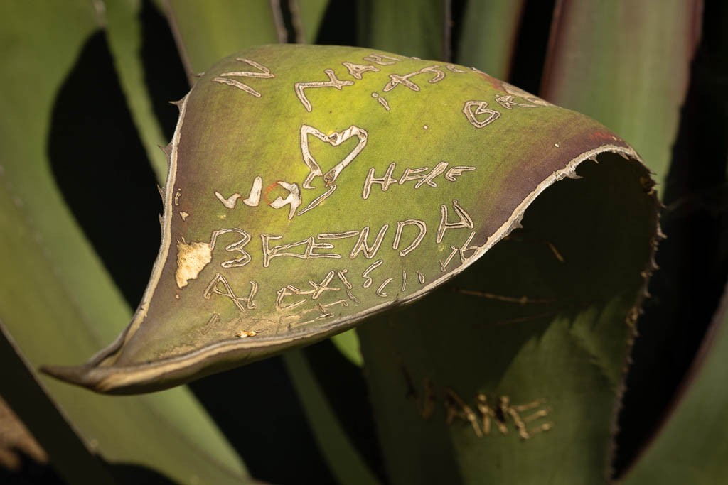 People write their names on the leaves. no idea why.