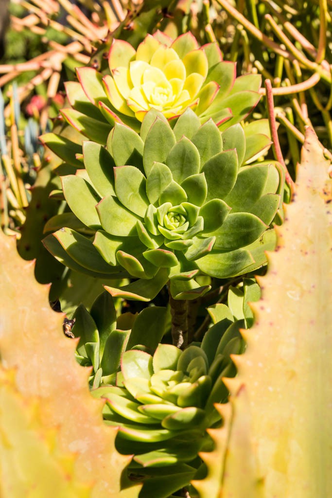 Nice shapes and desert plants