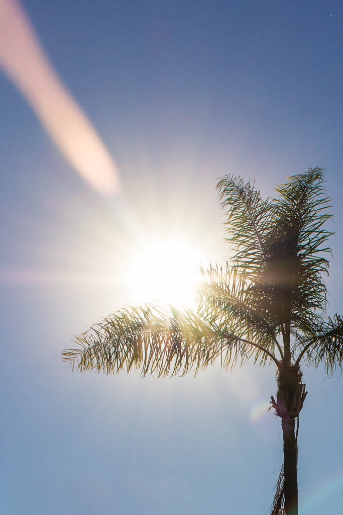 Colorful  palm tree