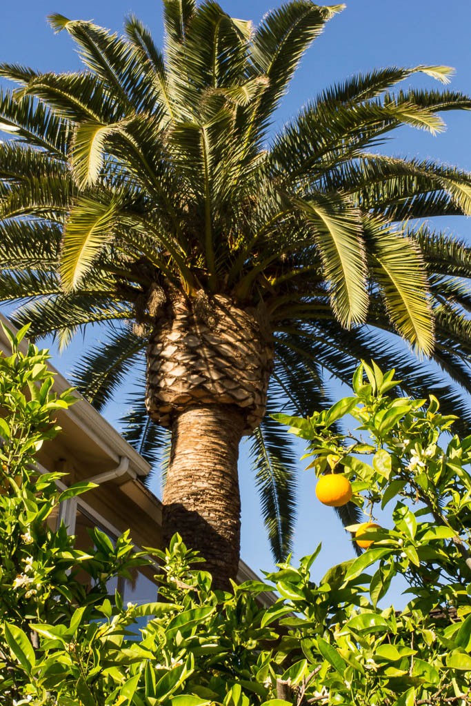 Nothing sums up California like palm trees and oranges