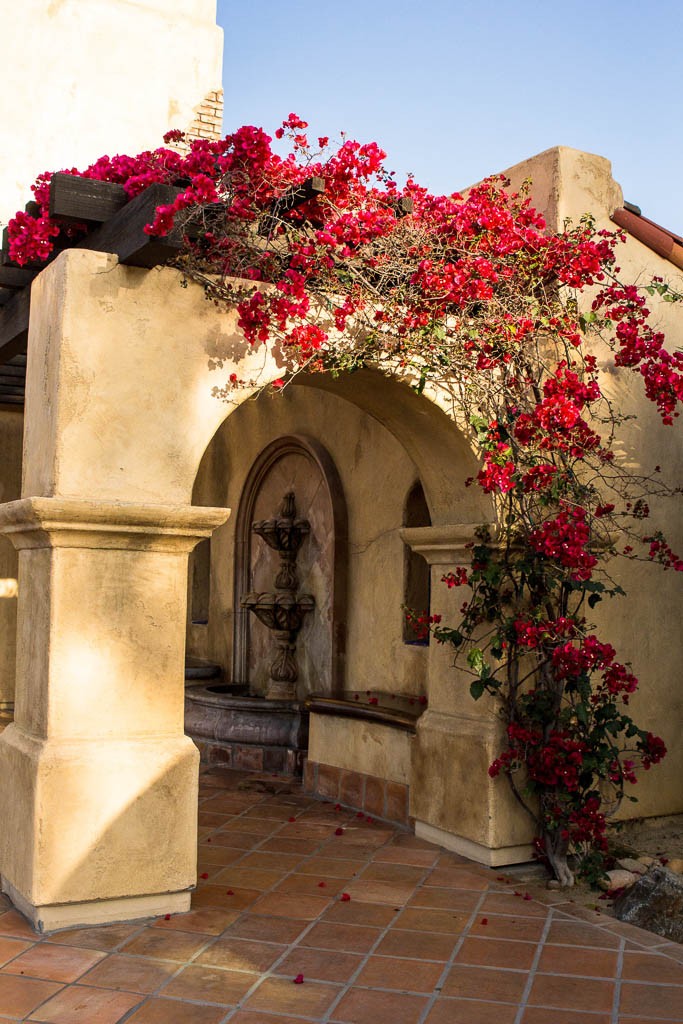 Beautiful flowering vine.