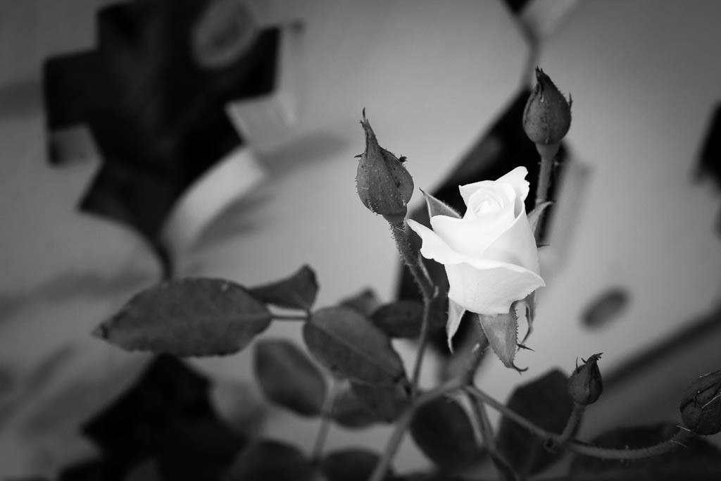 Rose along a railing