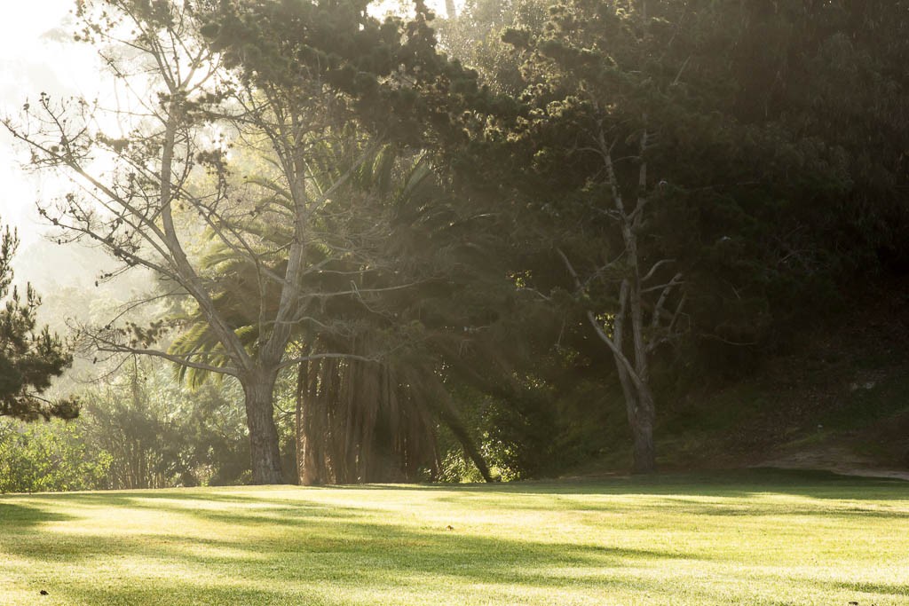 Light filtering through the trees