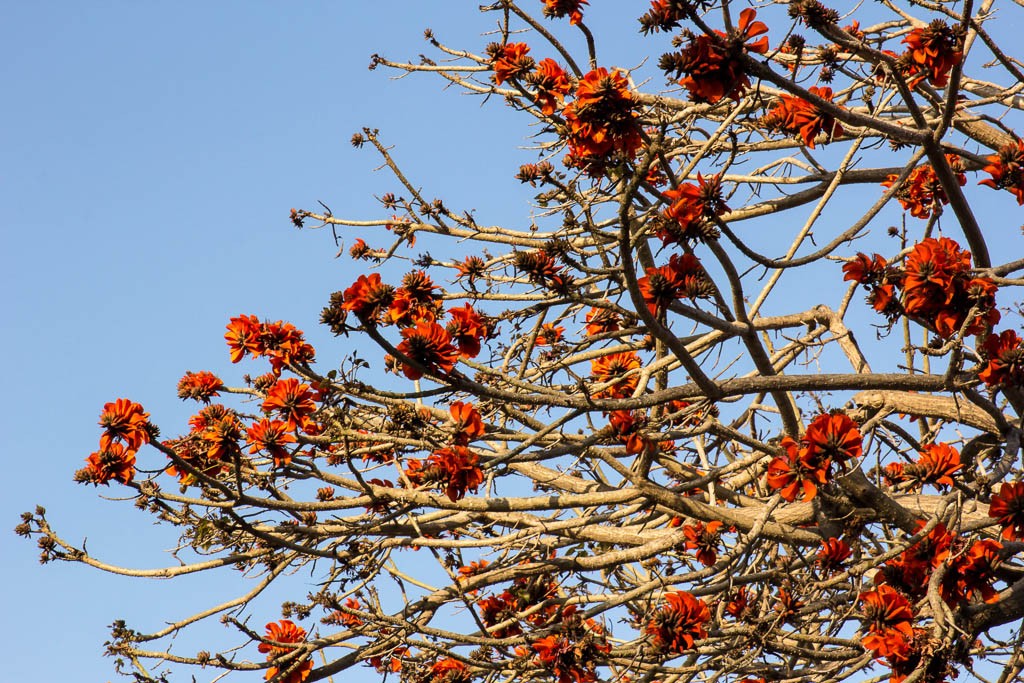 Interesting orange flowers on the tree between the houses