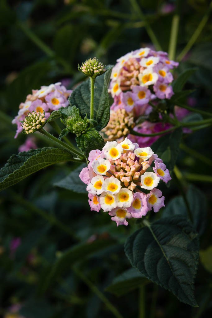 Pretty multicolored flowers