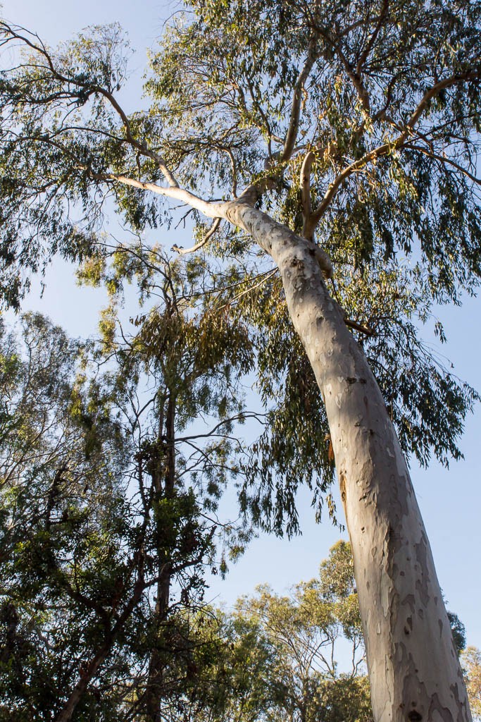 Tall skinny trees