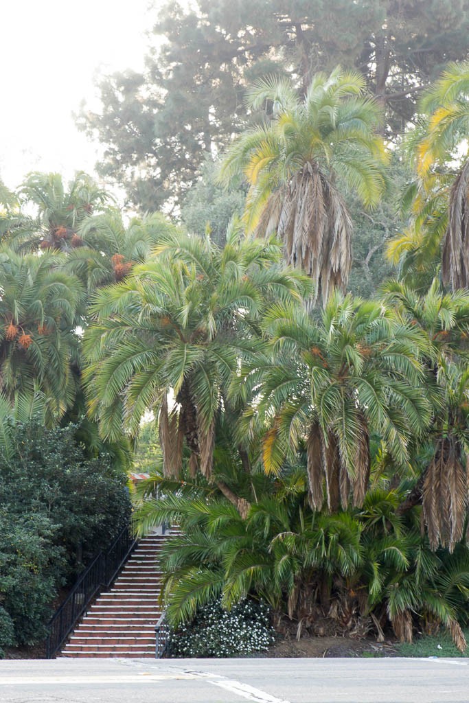 Palm trees.  They're prettier here than they are in Florida.