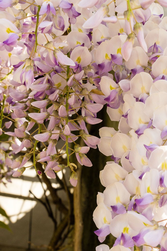 Wisteria