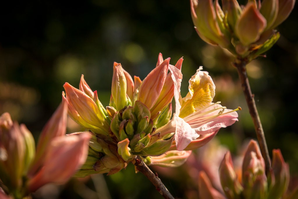 Some flower I shot on the way to the bicycle shop that was closed.