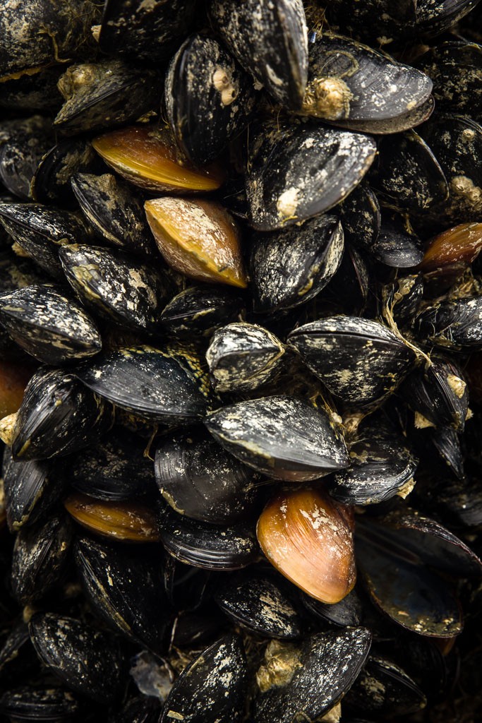 Mussels on the pilings.