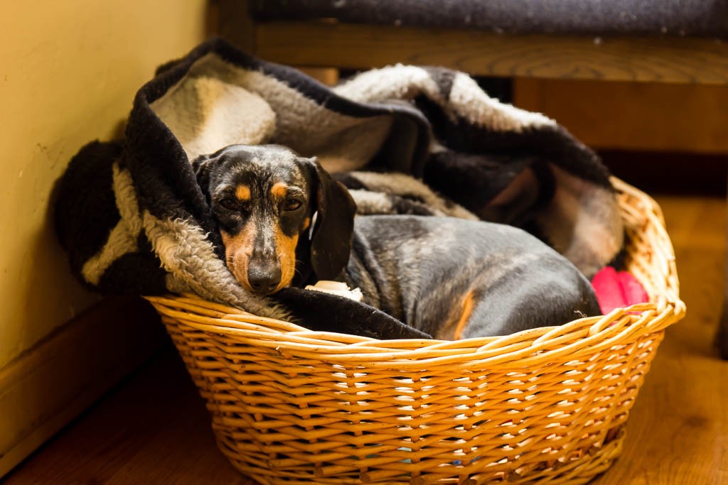 Dog at the barbershop