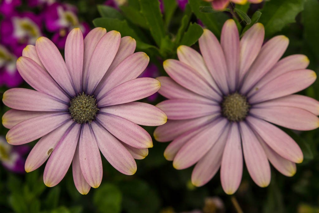 Pretty colored daisies