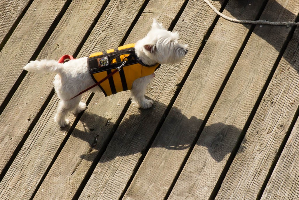 Another dog on the dock